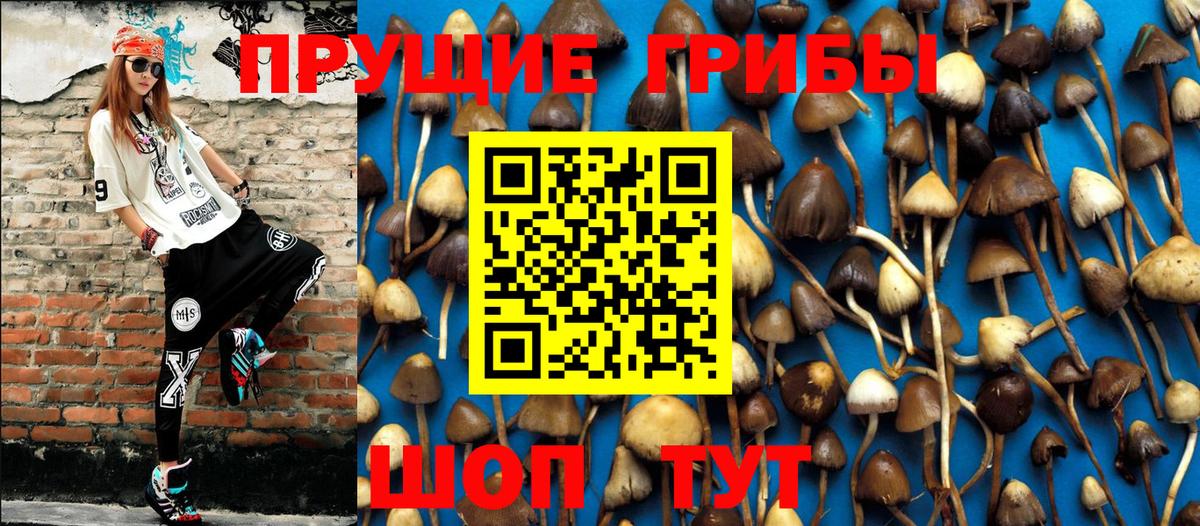 Псилоцибиновые грибы Cubensis Усть-Лабинск